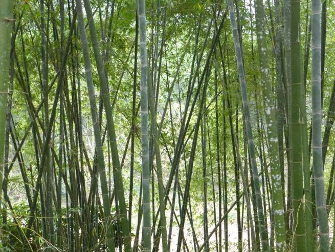 La forêt de bambous